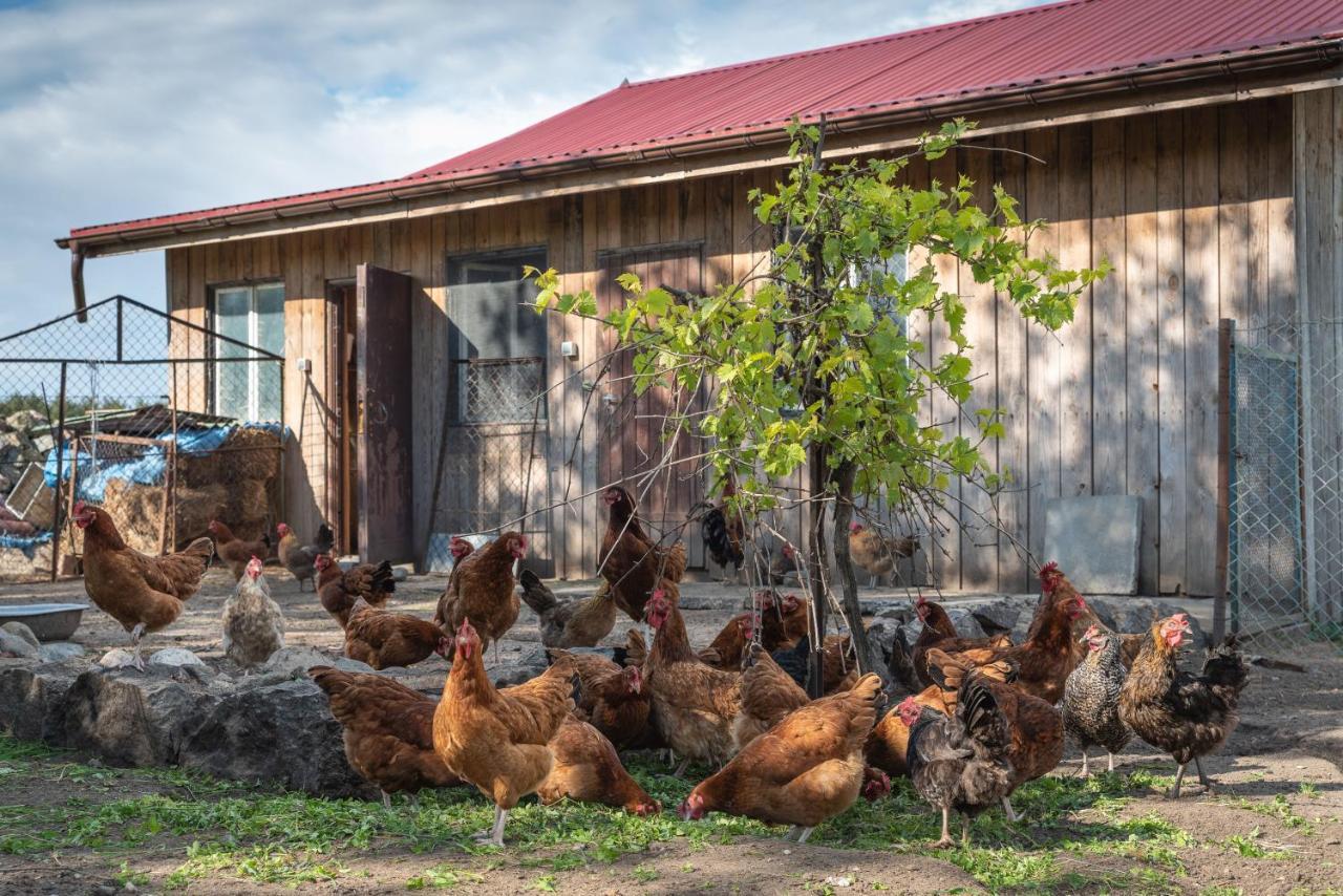 Agroturystyka Gawrys Drewniany Domek Villa Sasino Bagian luar foto